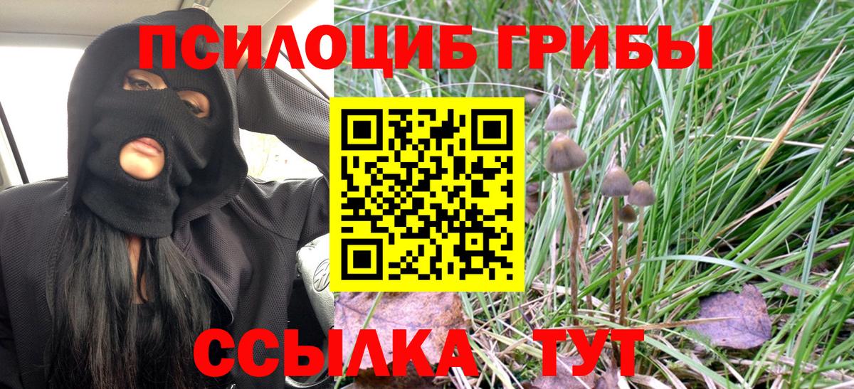 Галлюциногенные грибы Psilocybe Петрозаводск